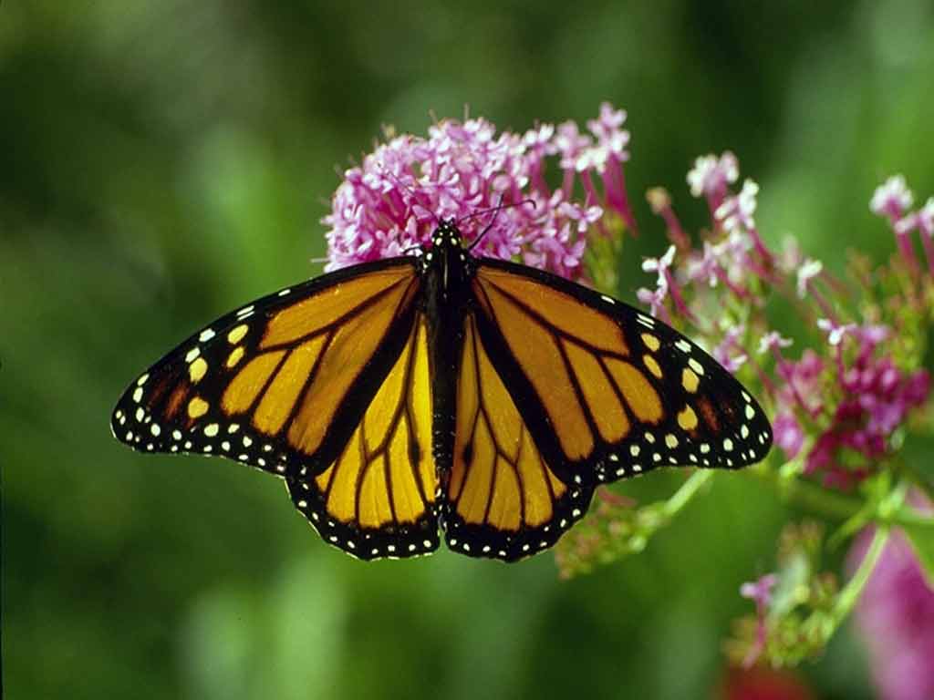 butterfly sits on  color , download photo free, without payment
