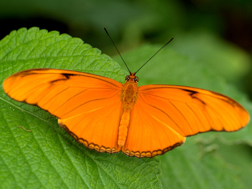 big  butterfly, beautiful photo, download