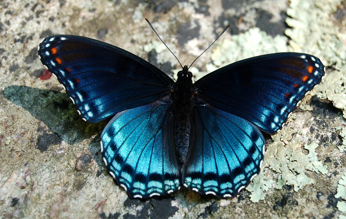 blue butterfly, download wallpapers for desktop, butterfly wallpaper