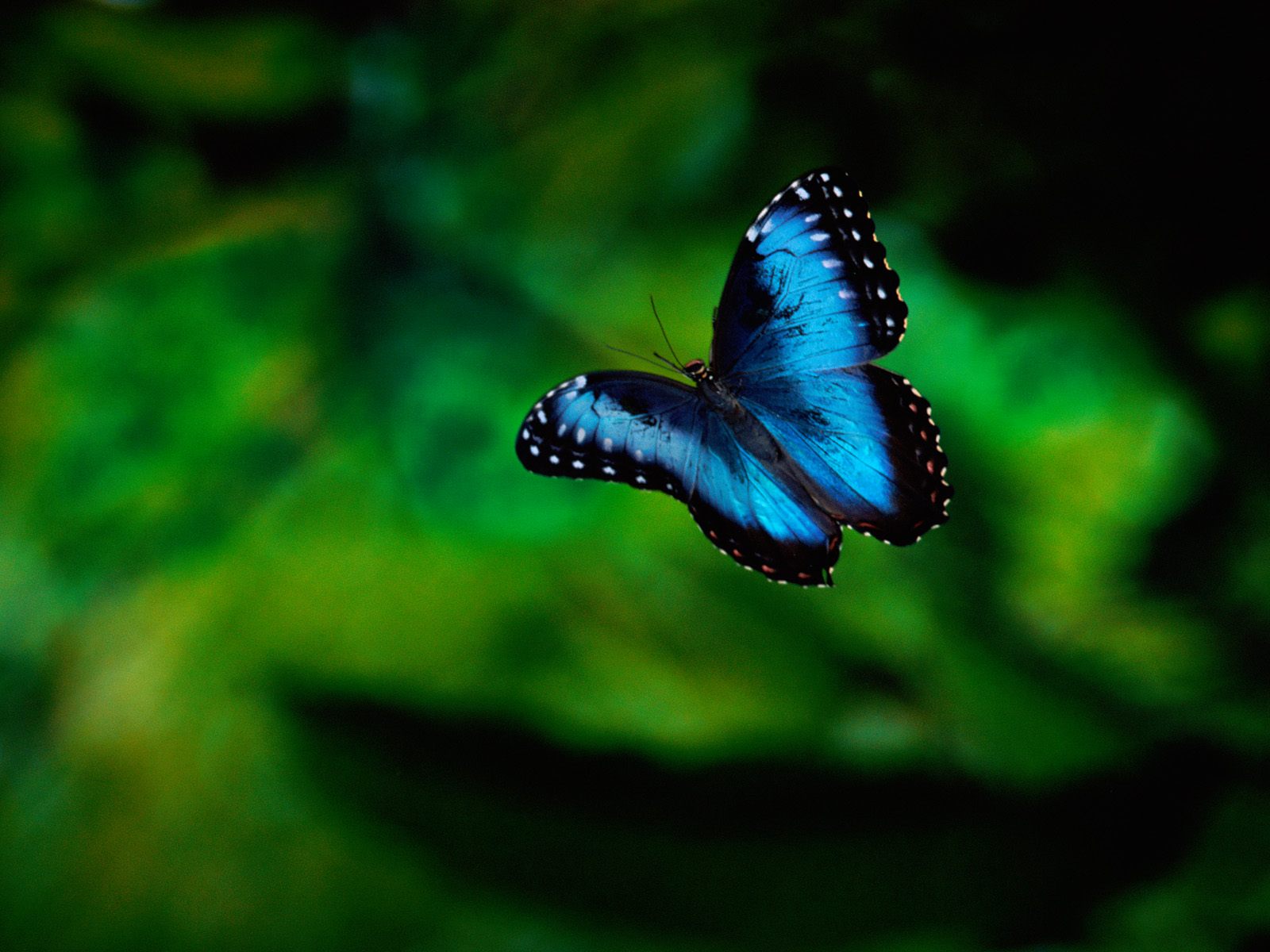 -black butterfly flies on background , download photo