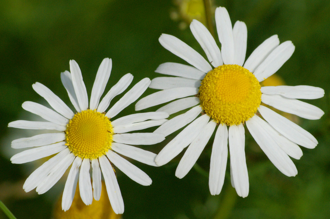  white Daisies on background green grass, download wallpapers for desktop