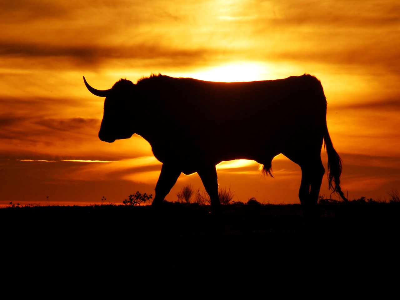 big bull on background sunset, download photo, wallpapers for desktop