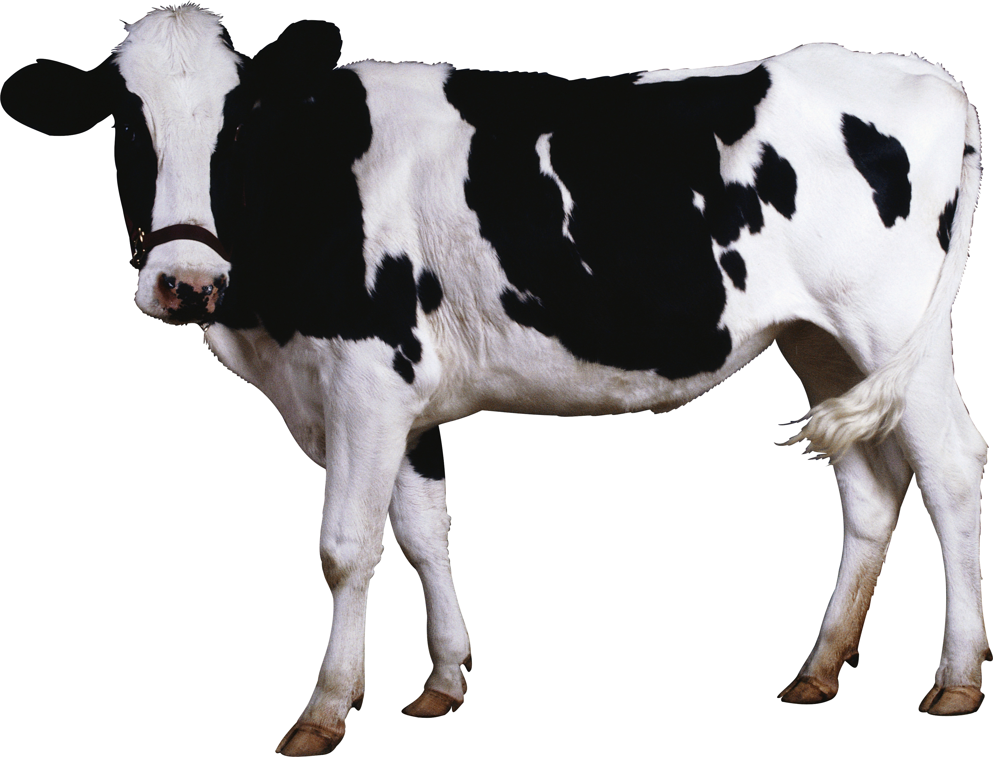 clipart, download photo, desktop wallpapers,  cows, cow