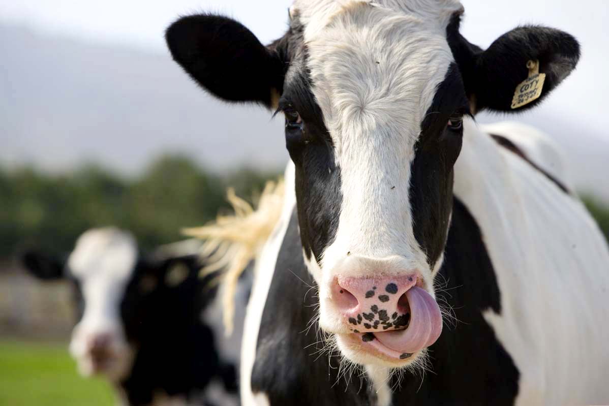 cows close-up, download photo, desktop wallpapers