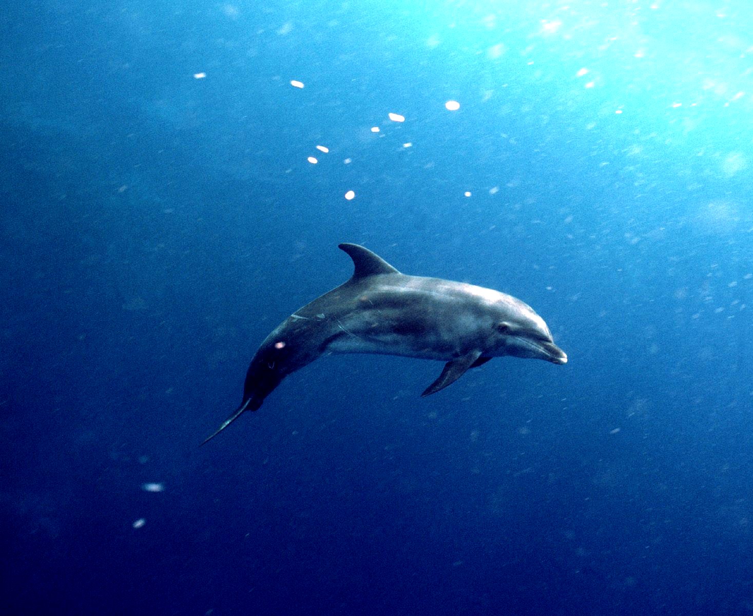 dolphin in water, photo, dolphin, wallpaper, download free, without payment