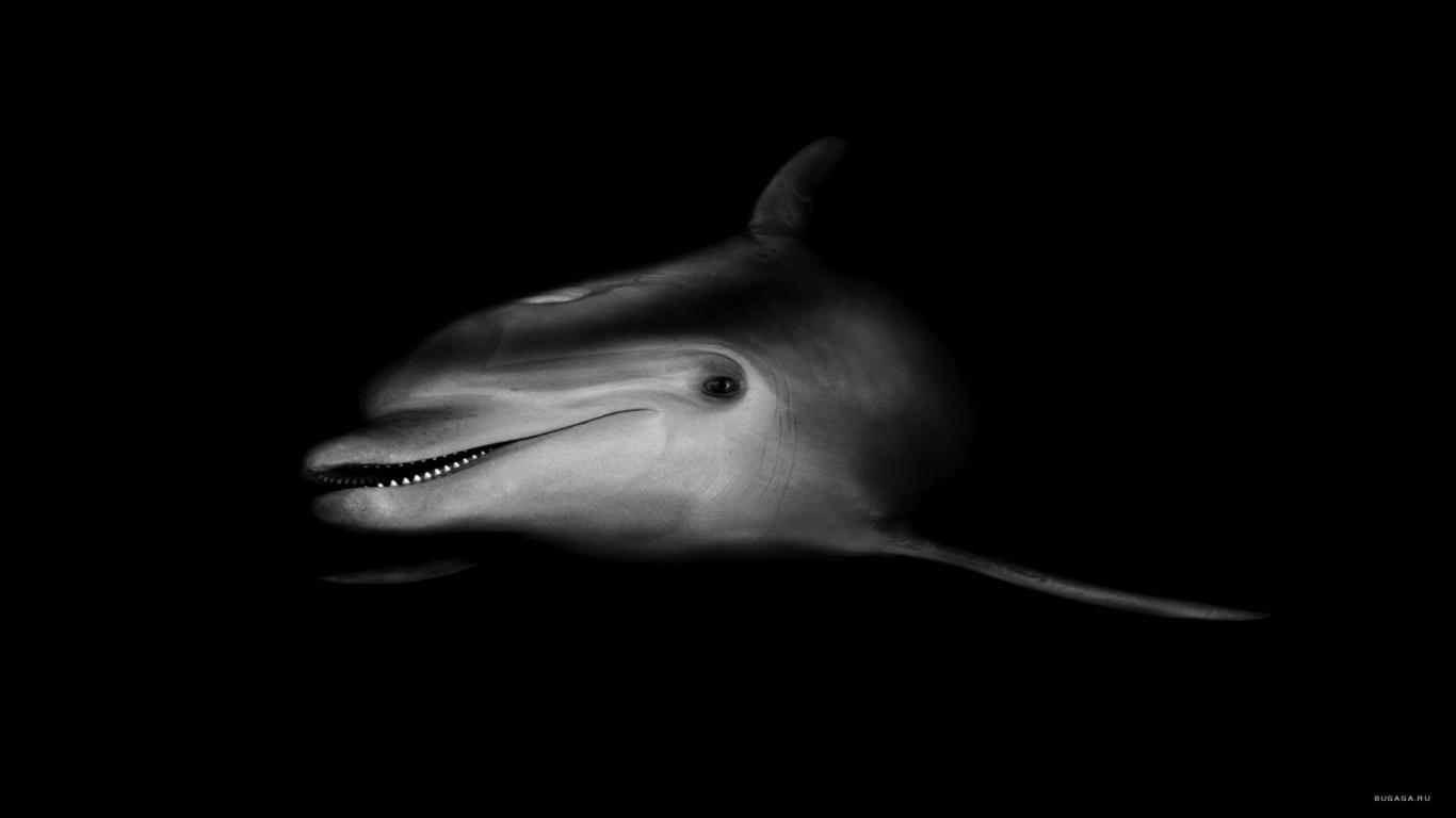 dolphin, photo, handsomely, desktop wallpapers, download