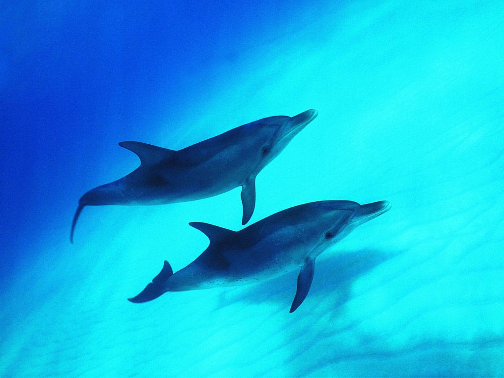 Dolphins, photo, wallpapers