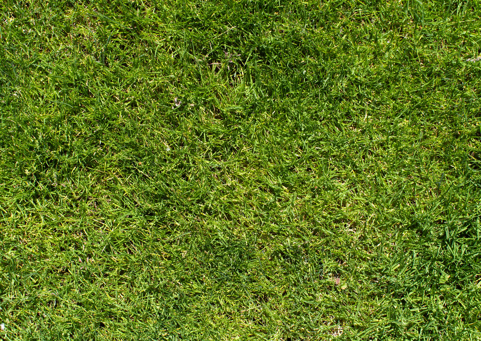 texture green grass, photo, wallpapers