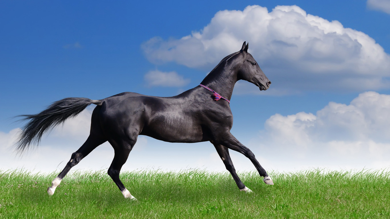 horse, horse,  grass, photo, wallpapers for desktop