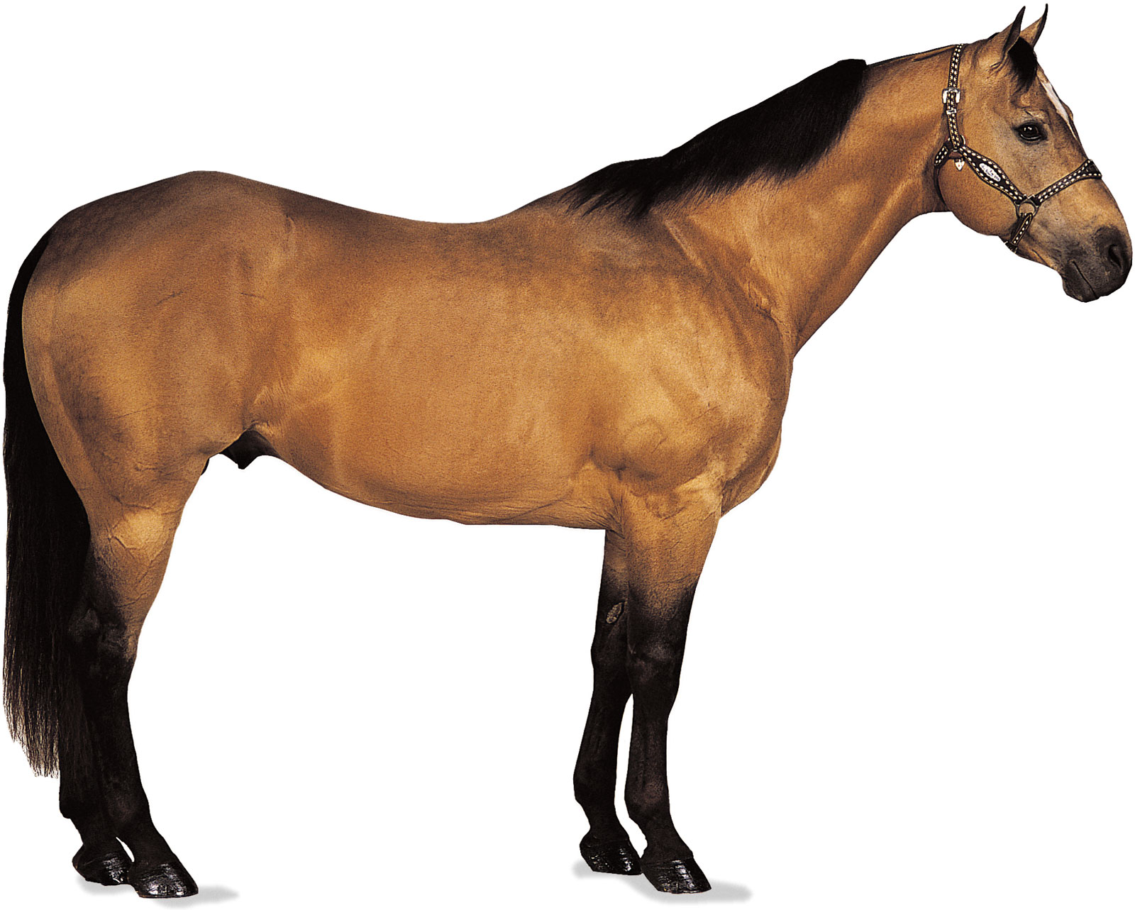 horse, photo, desktop wallpapers