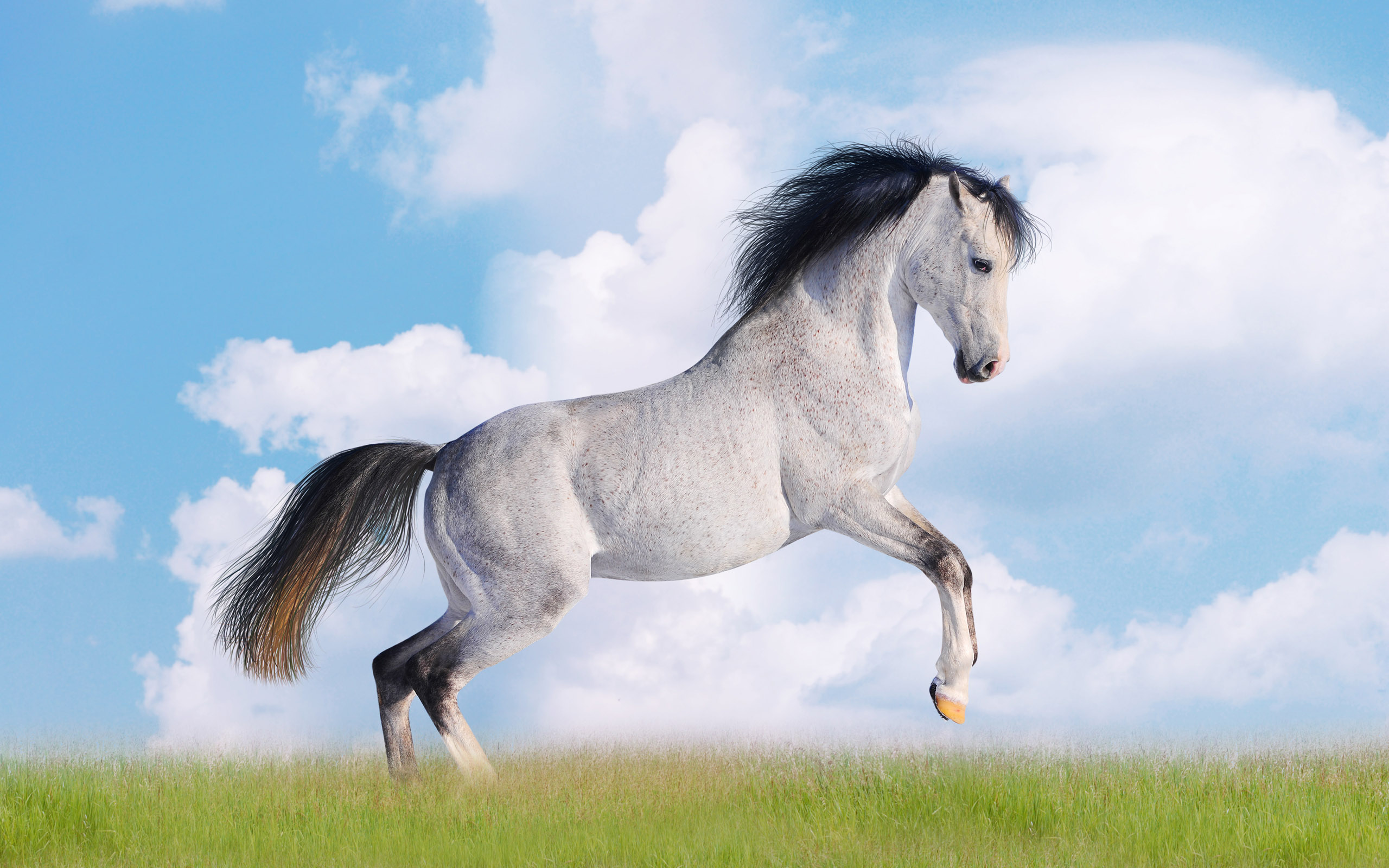 gray horse ongrass, photo, desktop wallpapers, horse