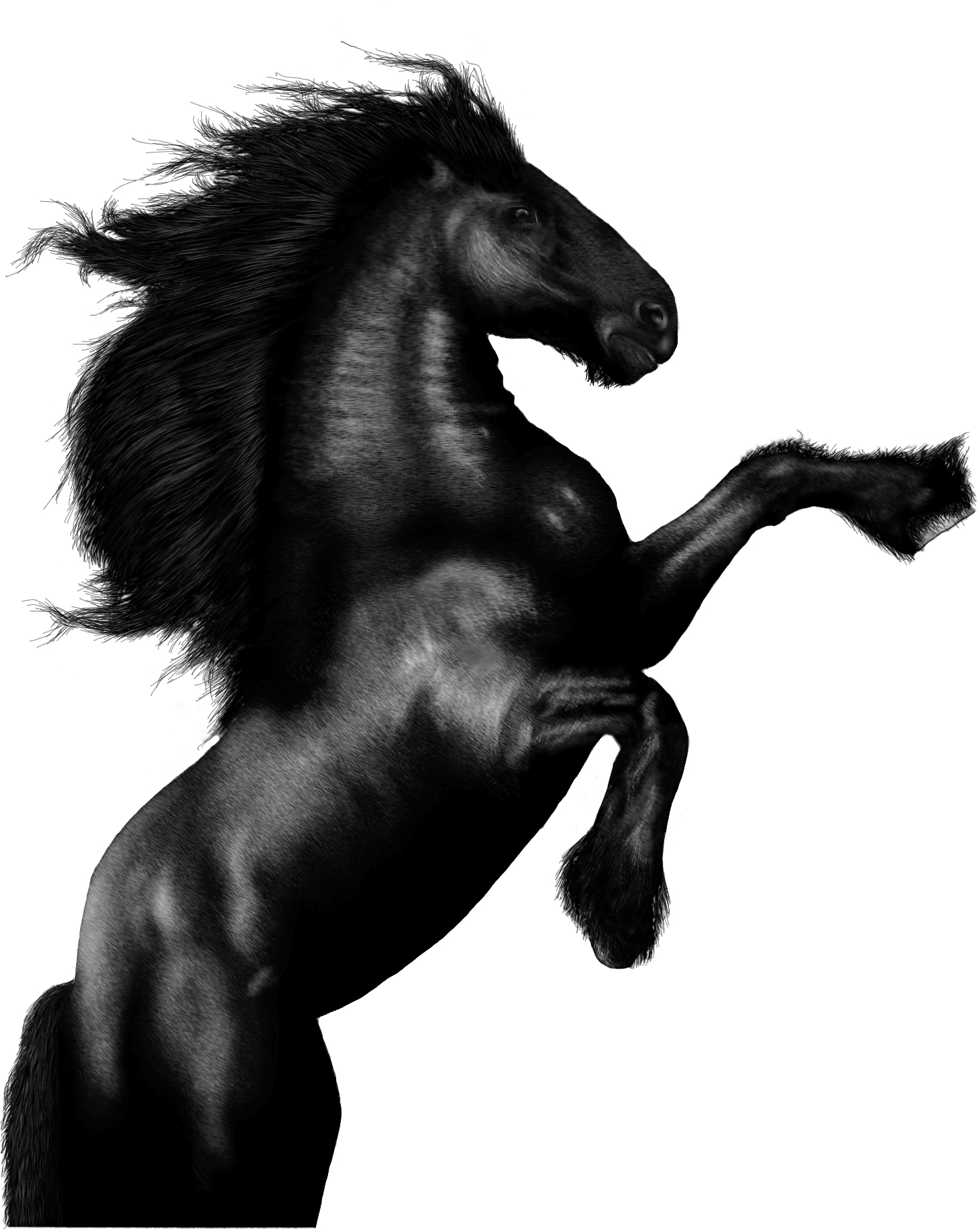 black horse, photo, desktop wallpapers