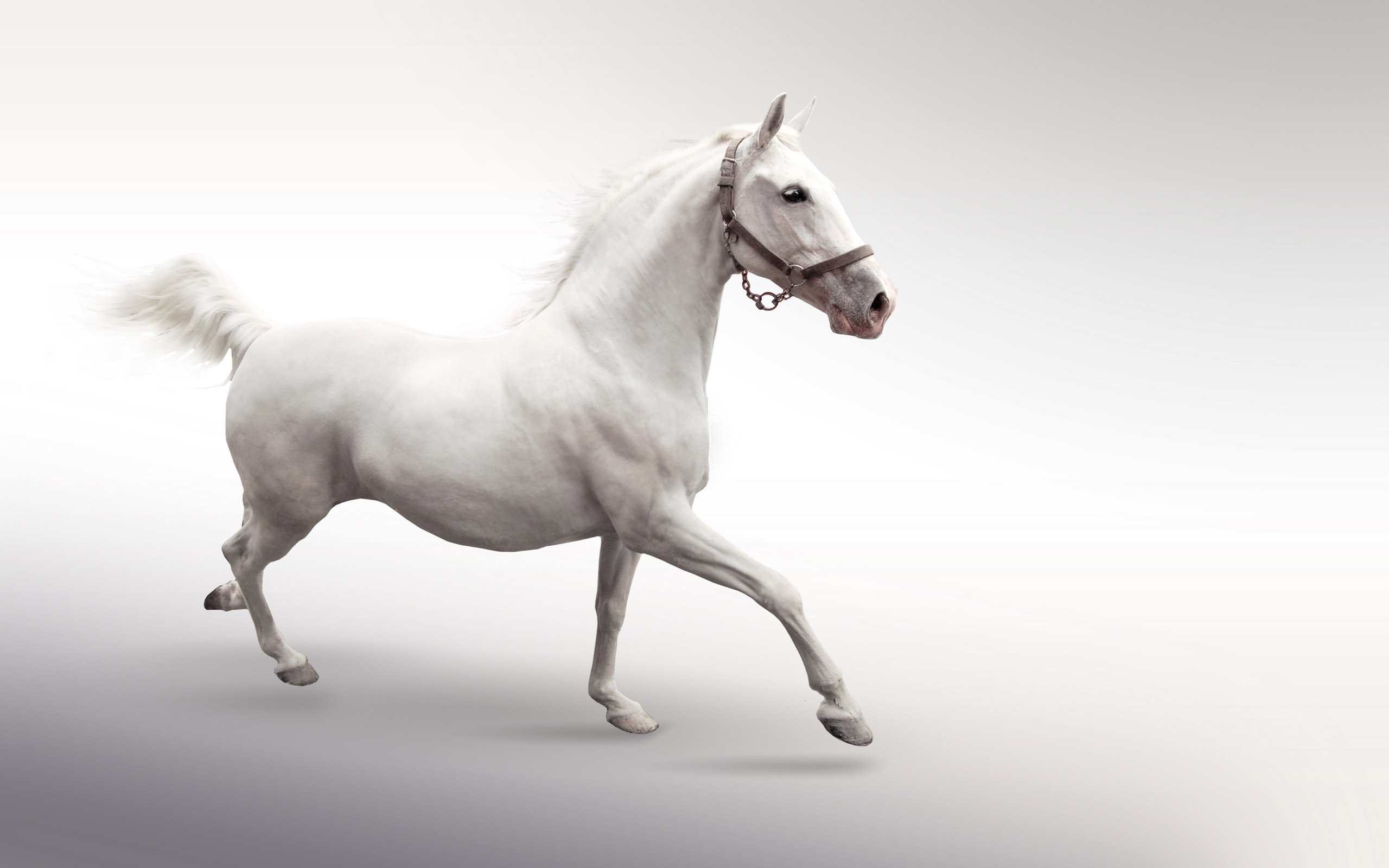 white horse, photo, wallpapers for desktop, horse