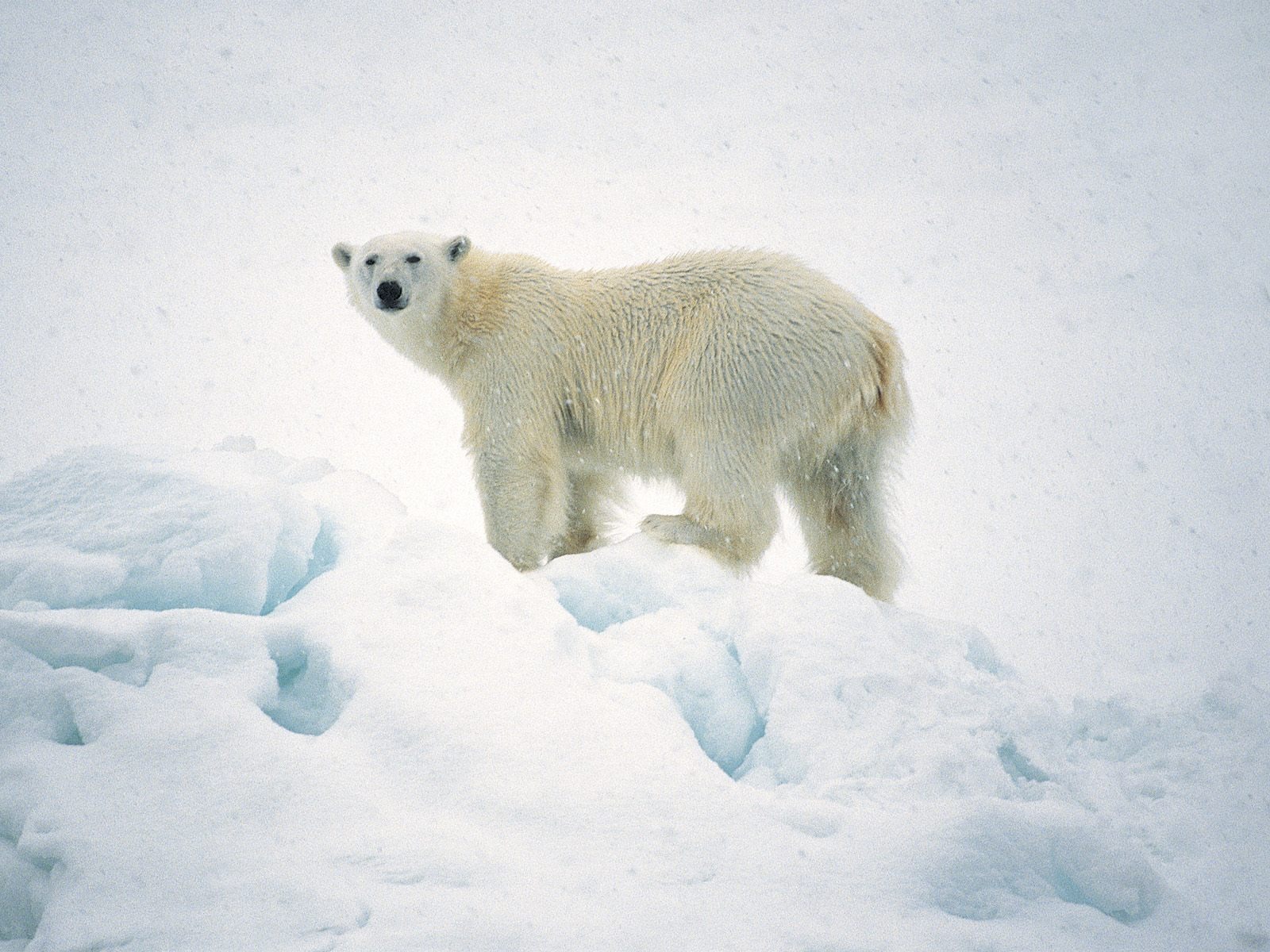 white bear on snow, download photo, desktop wallpapers
