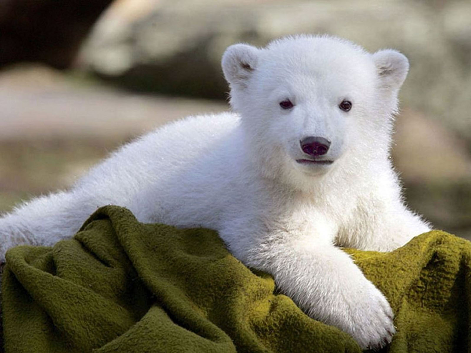 fluffy white bear