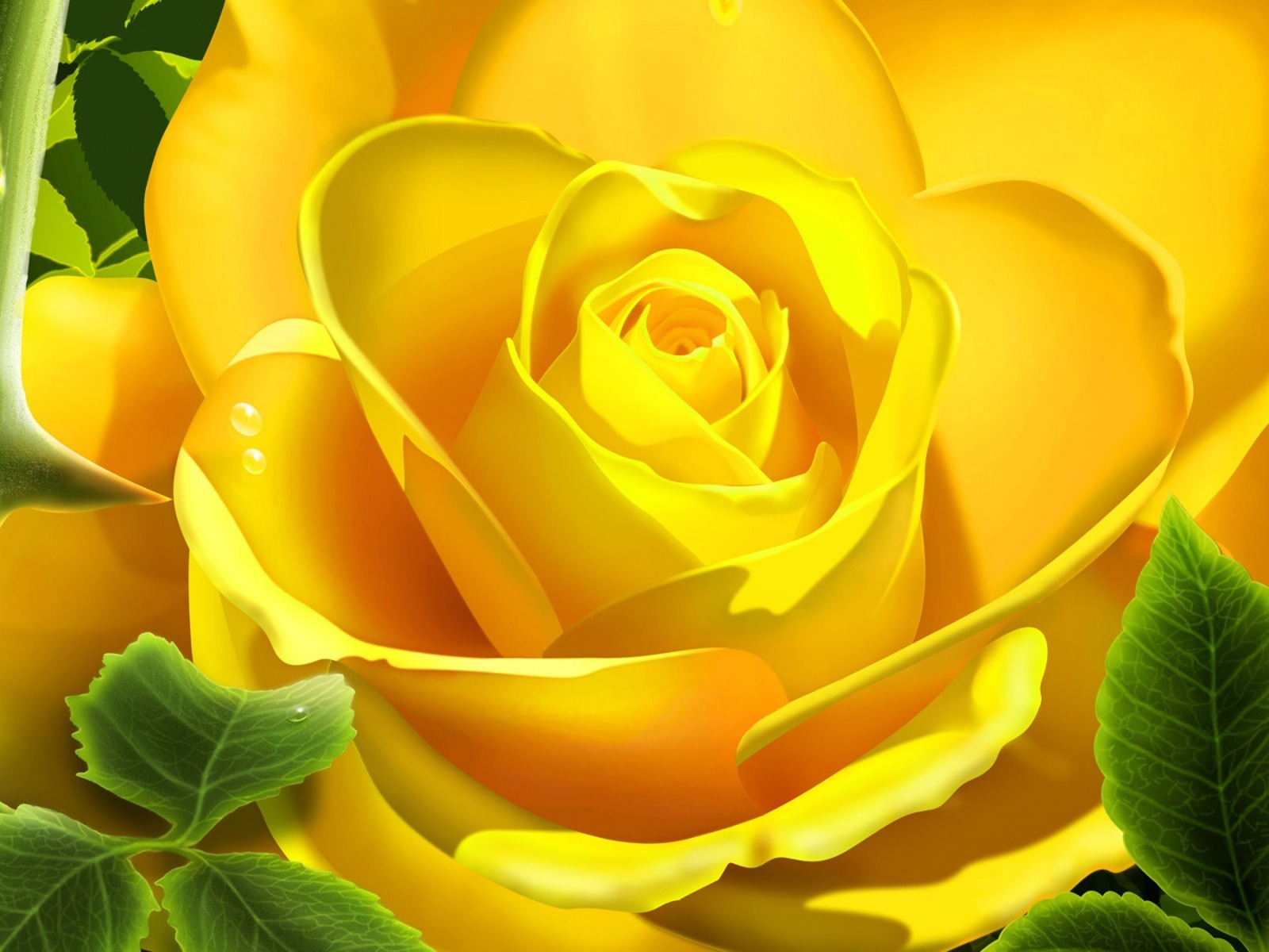 big  rose, beautiful photo, download wallpapers for desktop