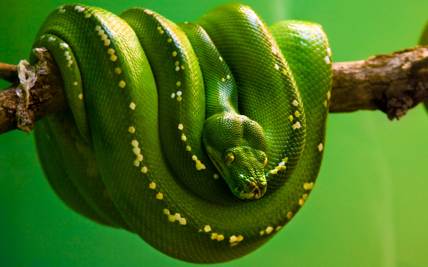 green snake on tree, photo, download