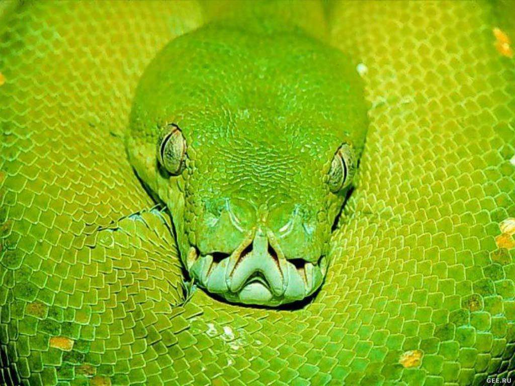 , green snake, photo, download wallpapers for desktop