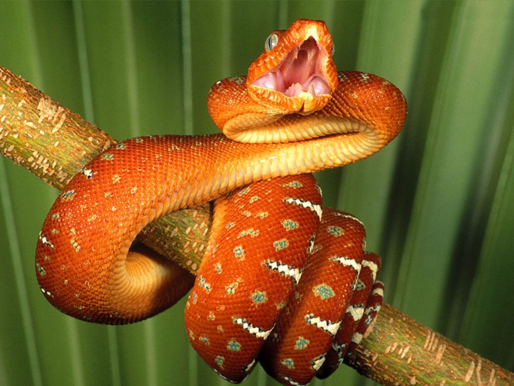 orange snake, serpent, photo, wallpapers