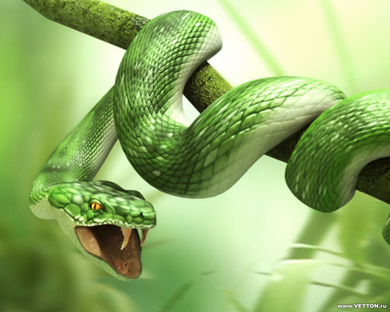 snake, on tree, photo, wallpapers for desktop, download free, without payment