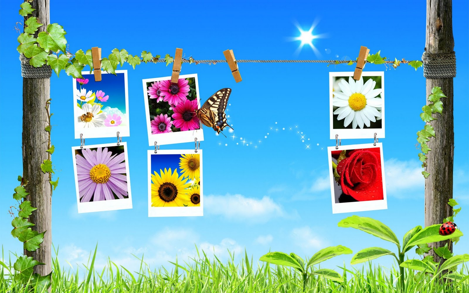, Flowers, , Sky, spring, download photo