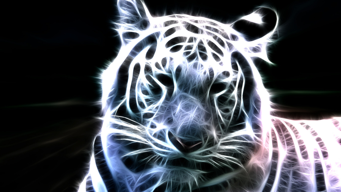 white tiger, download photo, desktop wallpapers