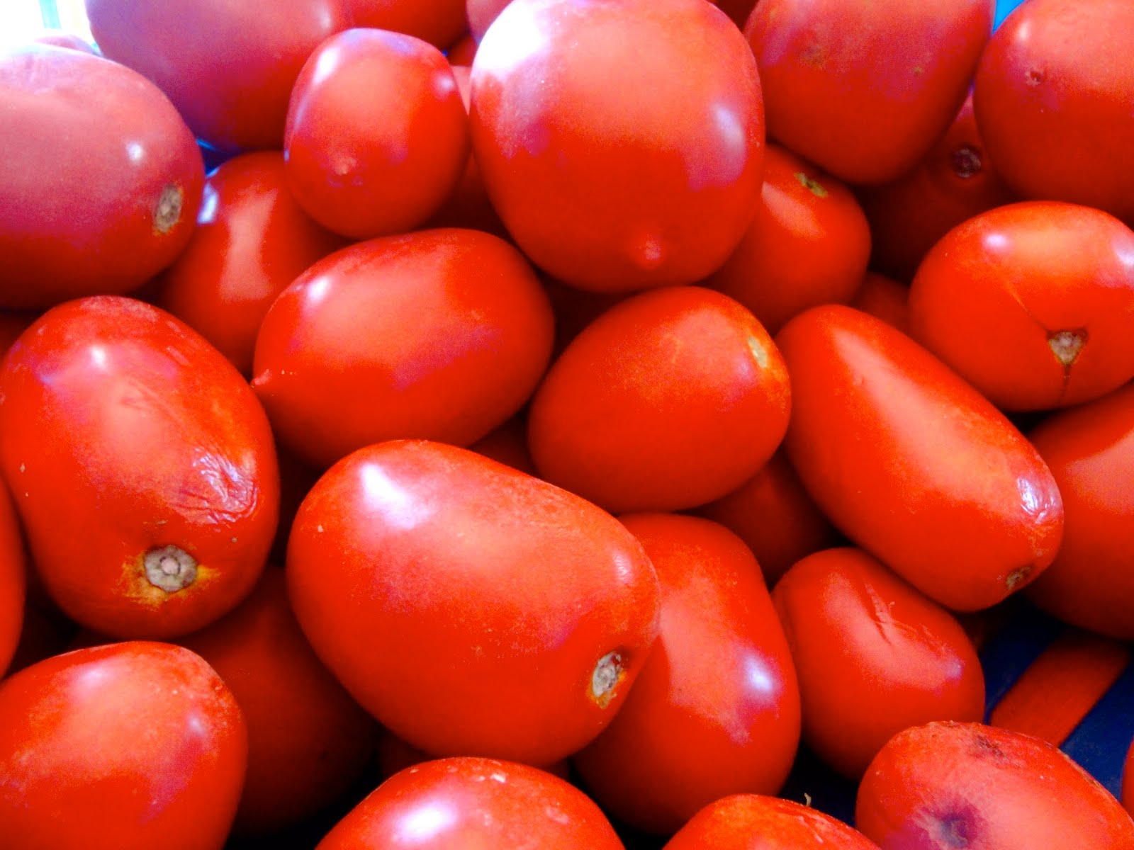 Tomatoes, photo, wallpapers for desktop, 