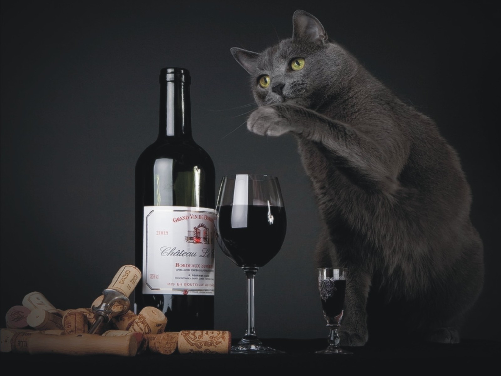   wine,  and gray cat,wallpapers for desktop
