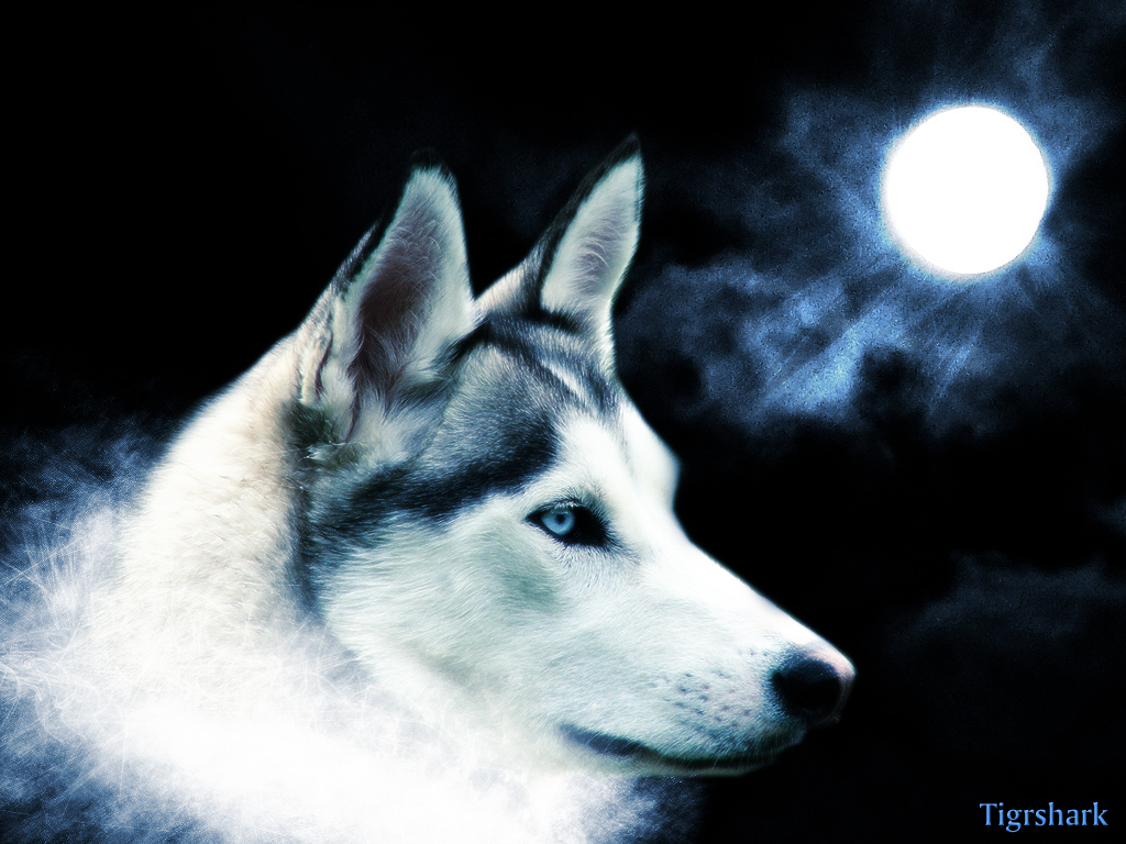 wolf and moon, download photo, wolf, wallpaper