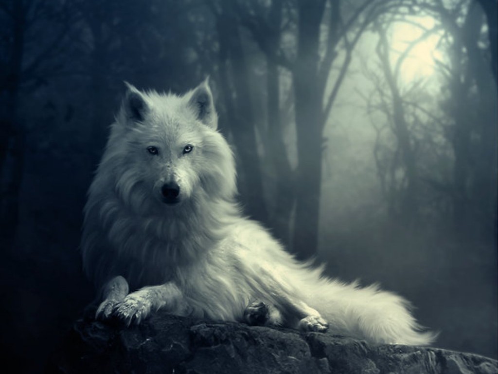 wolf, photo, wallpapers, download, beautiful photo, wolf