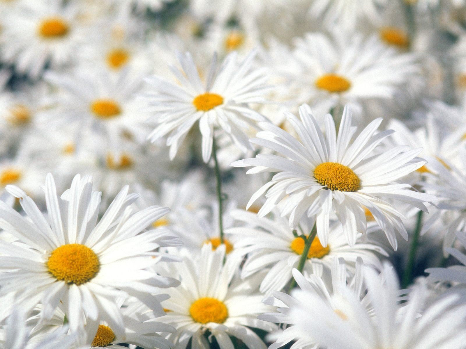 Daisies white Flowers, download wallpapers for desktop