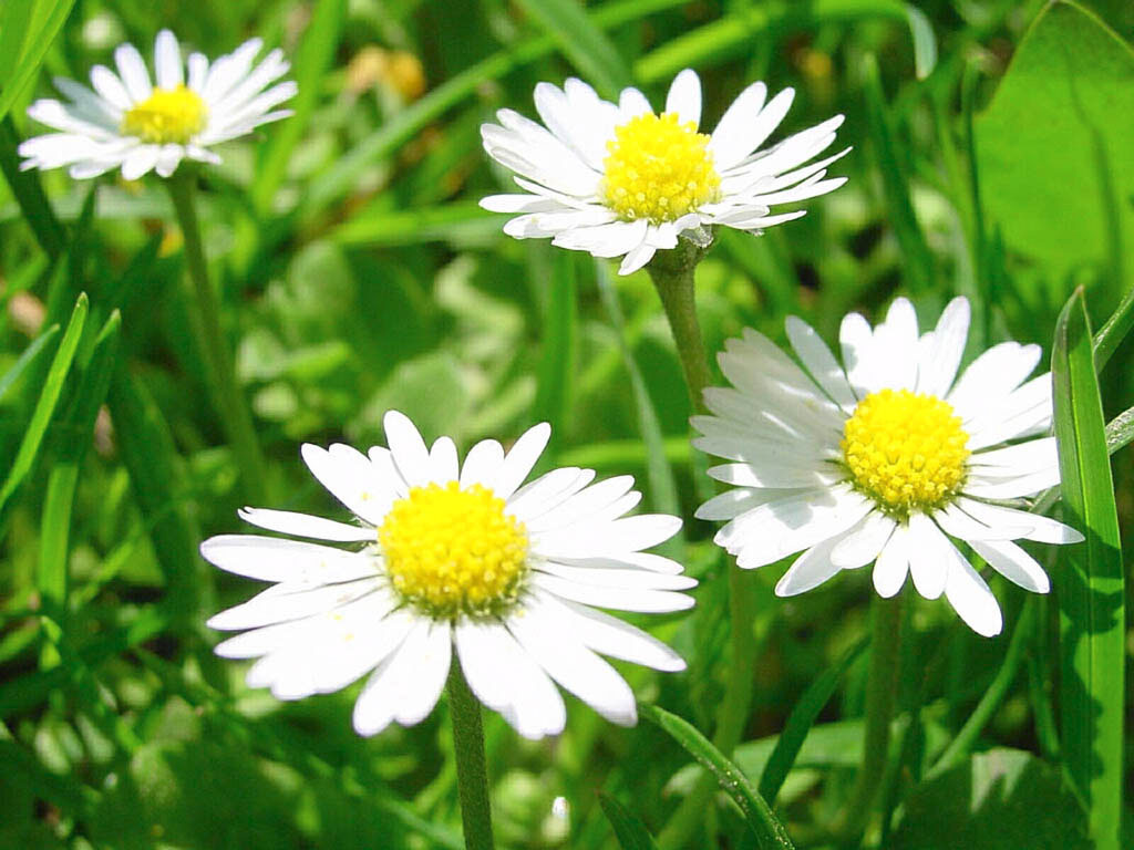 white Daisies among green grass on sun, download photo