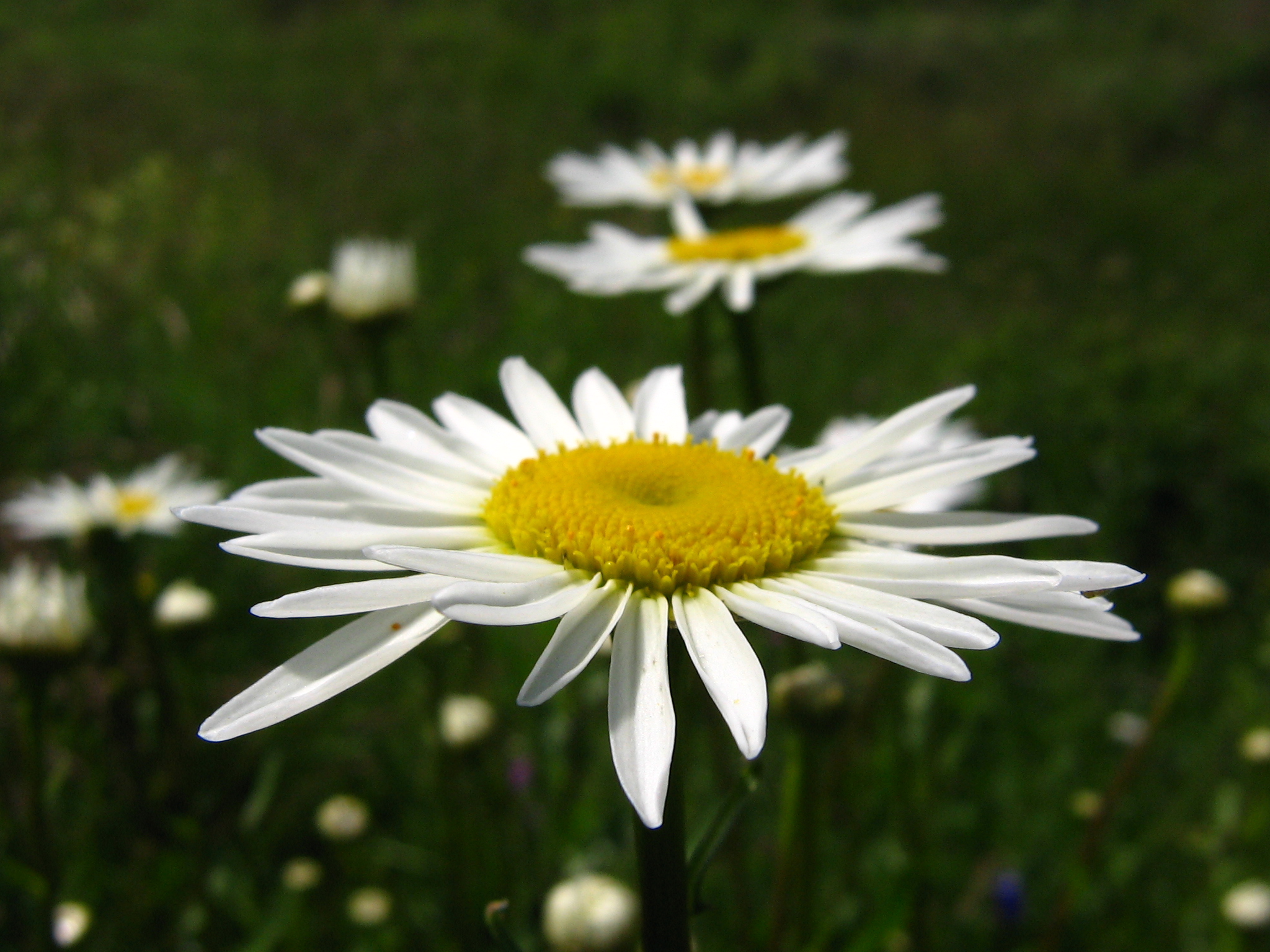 white Flowers Daisies, download photo, desktop wallpapers