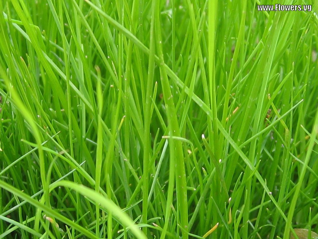Да трава кроме травы что то было. Трава. Трава картинка. Трава Свистун. Зеленая трава название.
