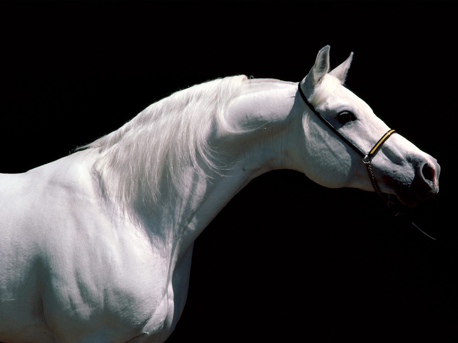 photo Horses, horse, horse,  for desktop