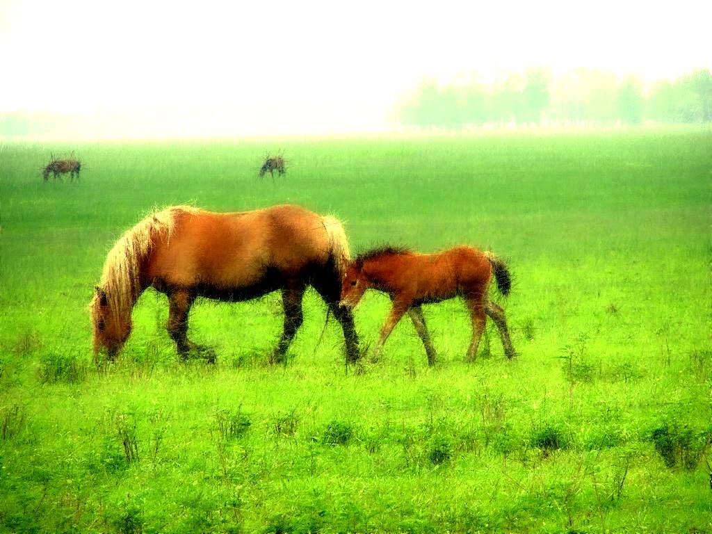 Horses on , photo, Grass, horse, photo Horses, desktop wallpapers