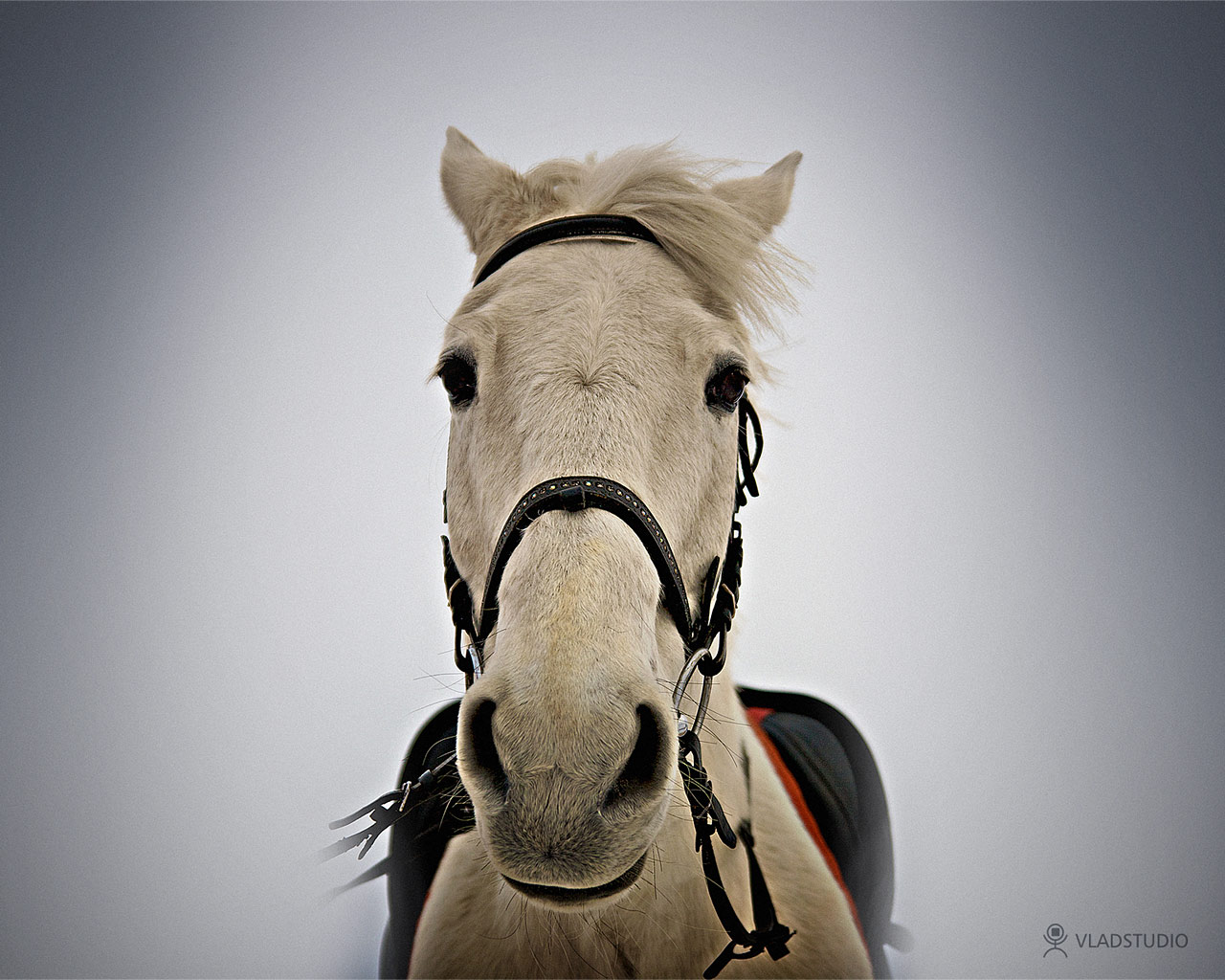 horse, photo, wallpapers for desktop, photo