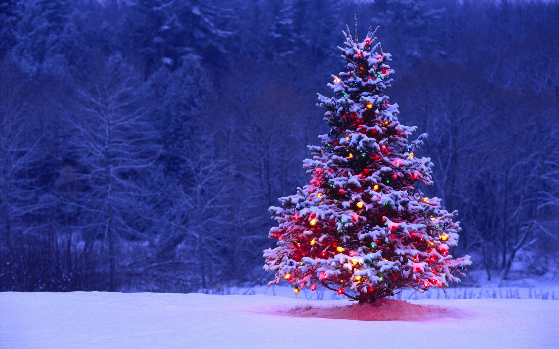 New Year desktop wallpapers, Christmas tree, download photo, car wallpaper