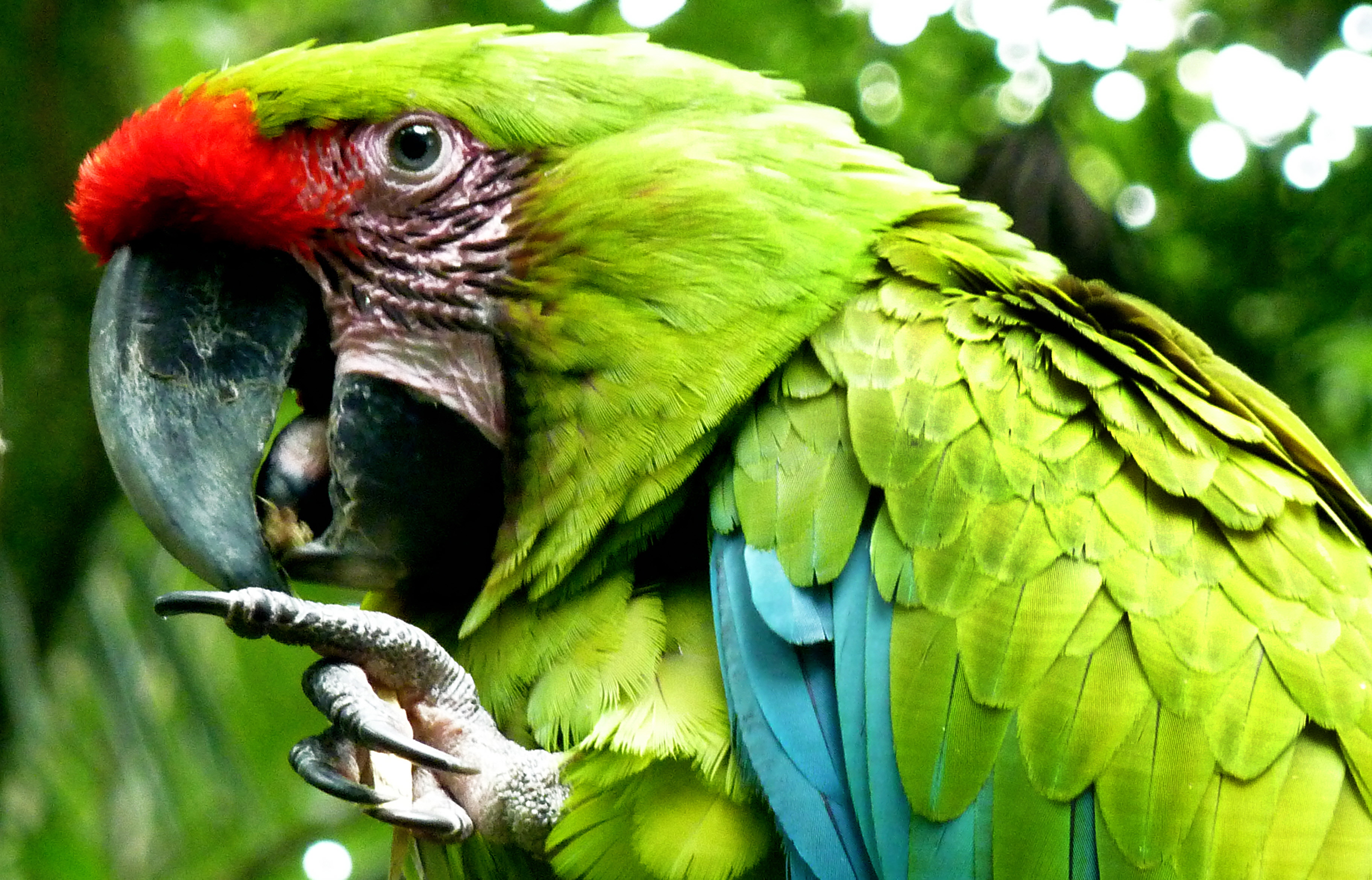 Попугай ара говорит. Попугай Какаду зеленый. Маверик попугай порода. Попугай ара. Попугай ара зеленый.