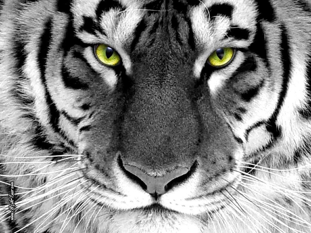 tiger with green eyes, photo, download wallpapers for desktop